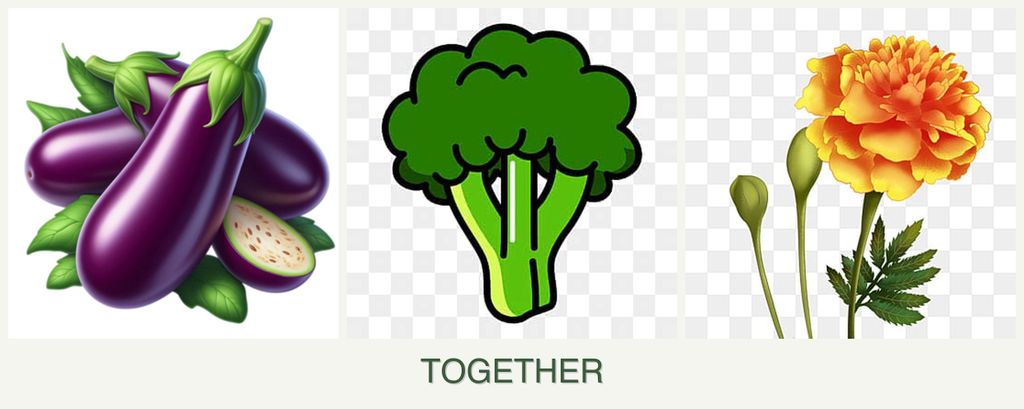 Can you plant eggplant, broccoli and marigolds together?