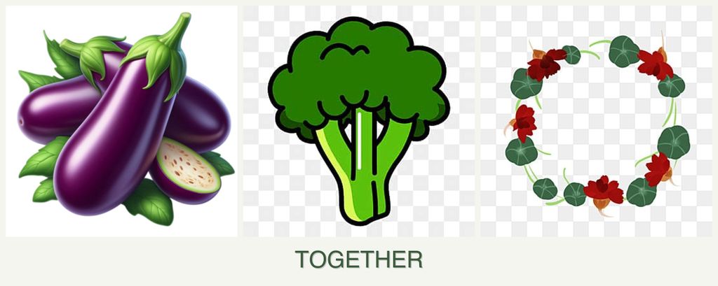 Can you plant eggplant, broccoli and nasturtiums together?