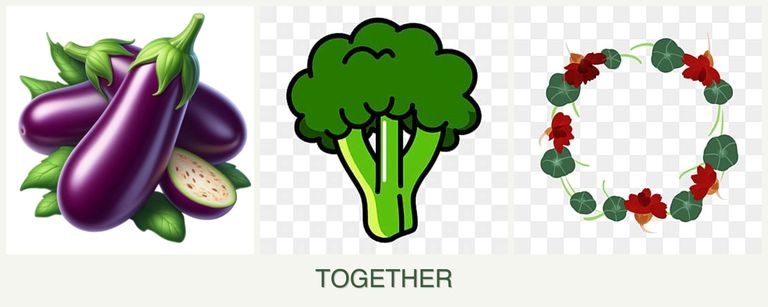 Can you plant eggplant, broccoli and nasturtiums together?