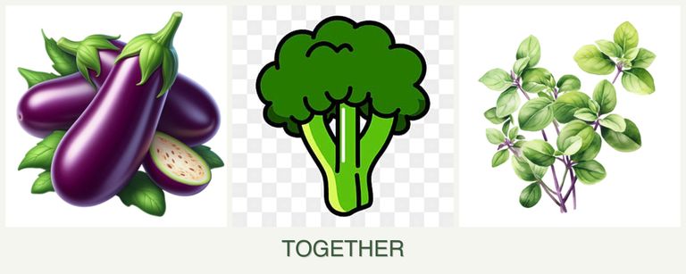 Can you plant eggplant, broccoli and oregano together?