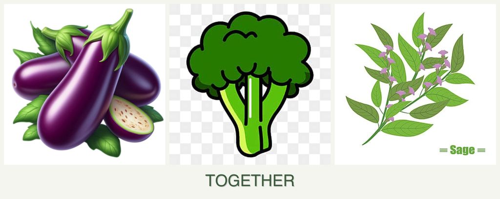Can you plant eggplant, broccoli and sage together?