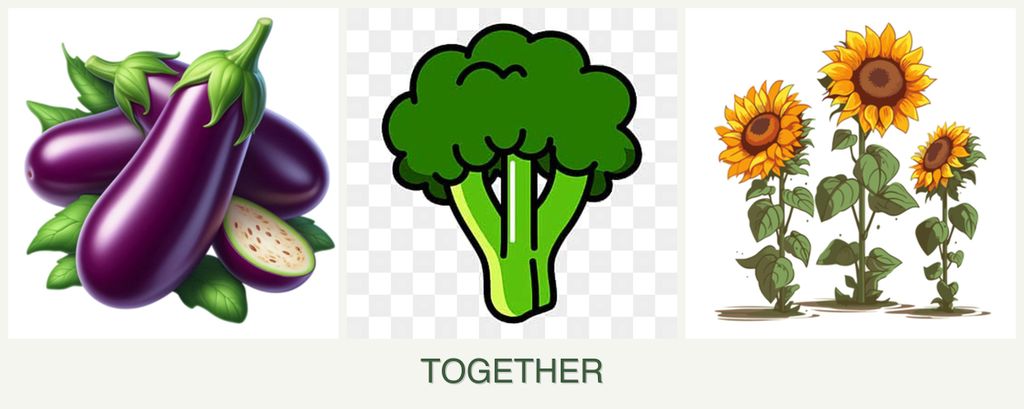 Can you plant eggplant, broccoli and sunflowers together?