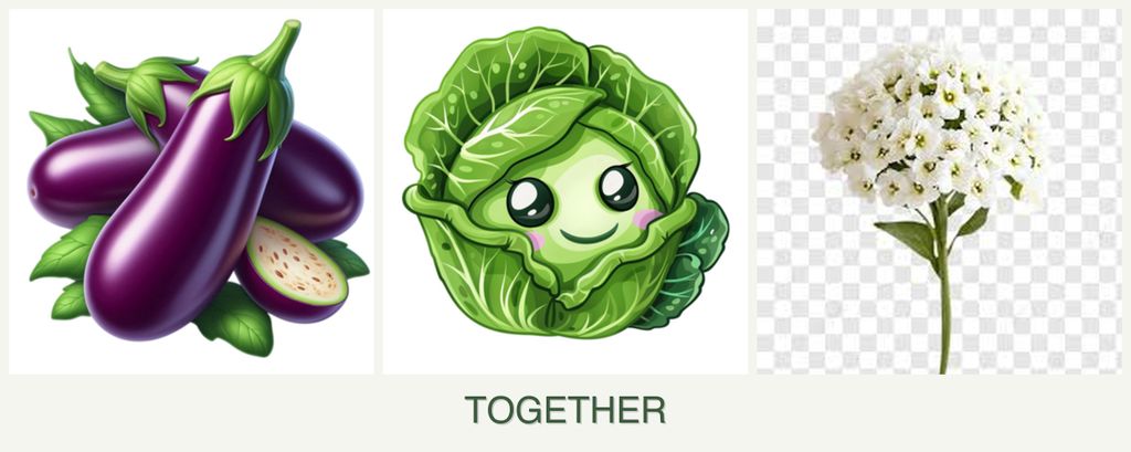 Can you plant eggplant, cabbage and alyssum together?