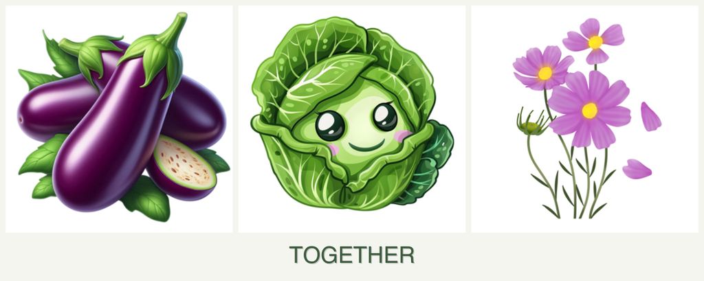 Can you plant eggplant, cabbage and cosmos together?