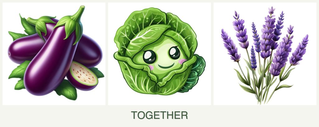 Can you plant eggplant, cabbage and lavender together?