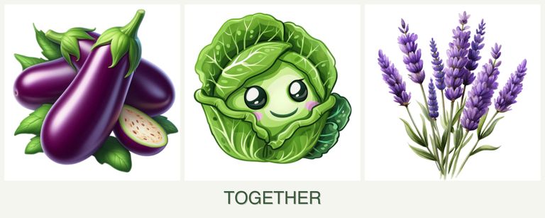 Can you plant eggplant, cabbage and lavender together?