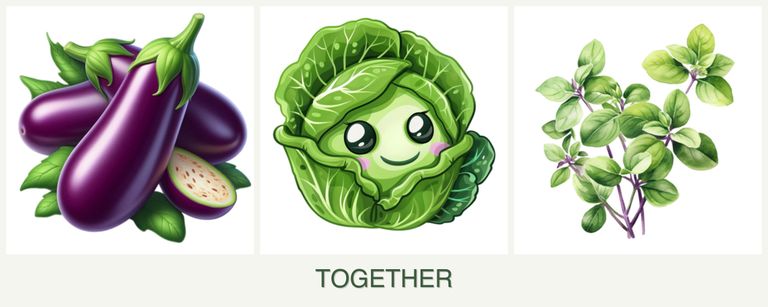 Can you plant eggplant, cabbage and oregano together?