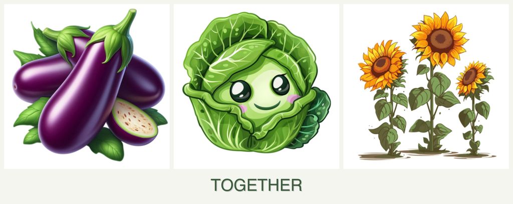 Can you plant eggplant, cabbage and sunflowers together?