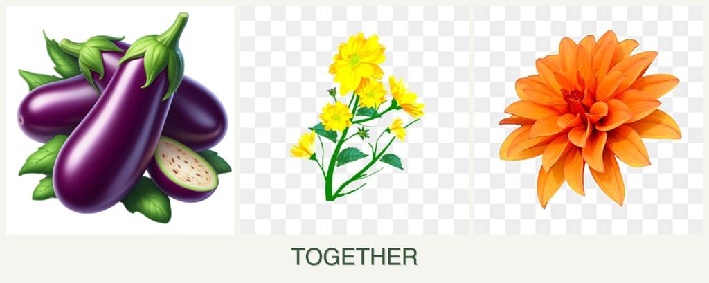 Can you plant eggplant, calendula and dahlias together?