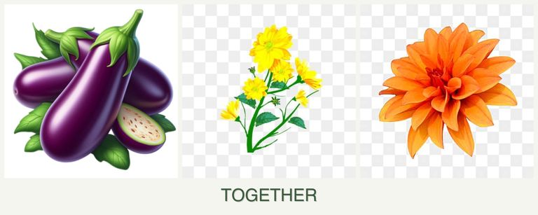 Can you plant eggplant, calendula and dahlias together?