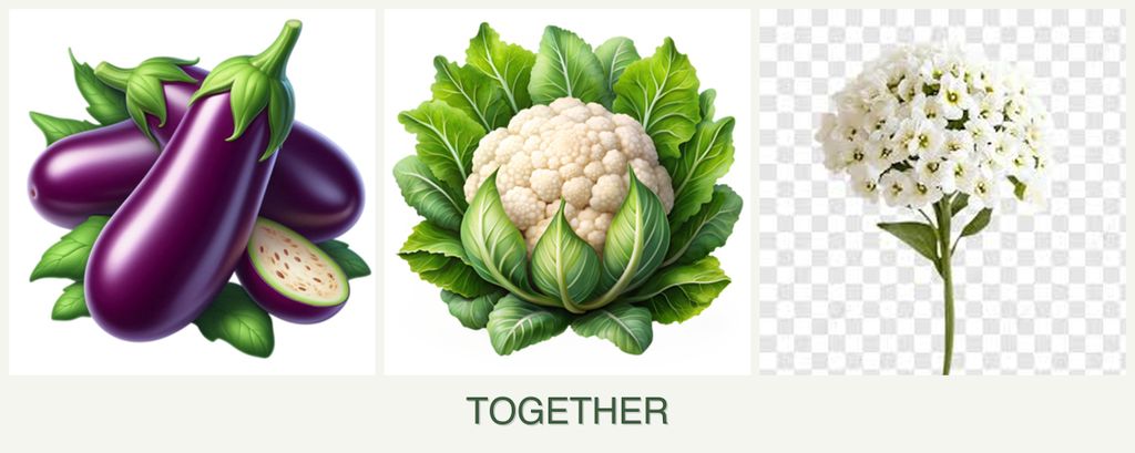 Can you plant eggplant, cauliflower and alyssum together?