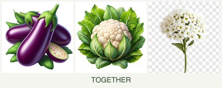 Can you plant eggplant, cauliflower and alyssum together?