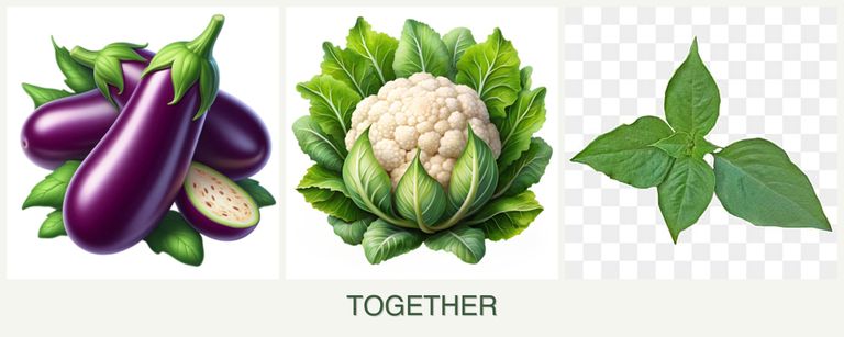 Can you plant eggplant, cauliflower and basil together?
