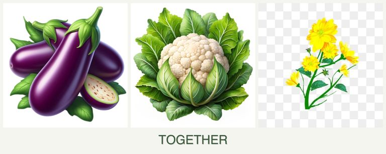 Can you plant eggplant, cauliflower and calendula together?