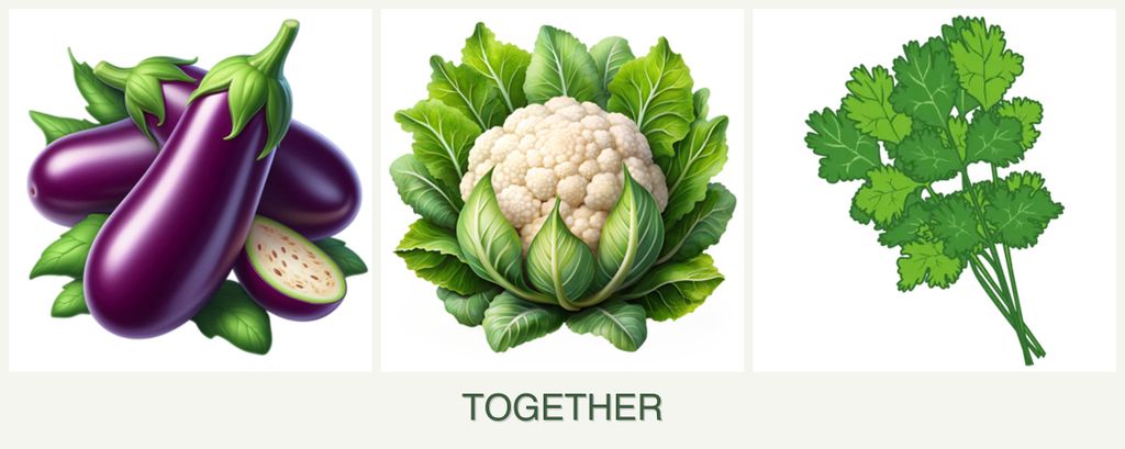 Can you plant eggplant, cauliflower and cilantro together?