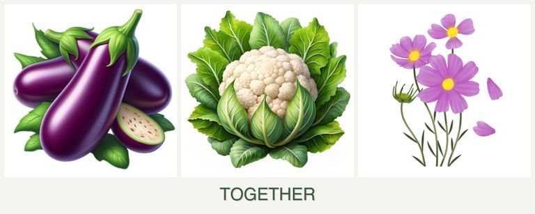Can you plant eggplant, cauliflower and cosmos together?
