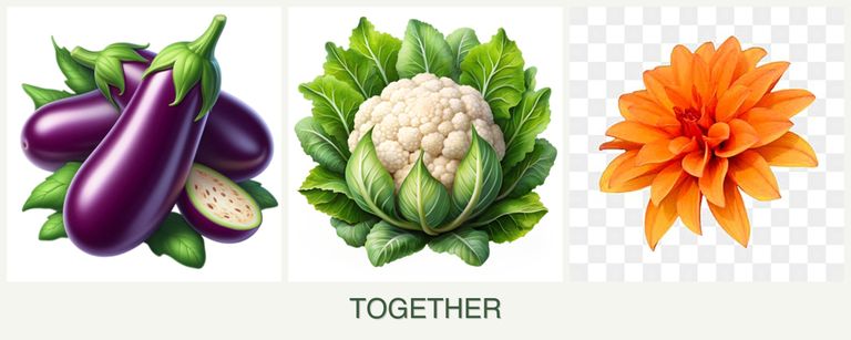 Can you plant eggplant, cauliflower and dahlias together?