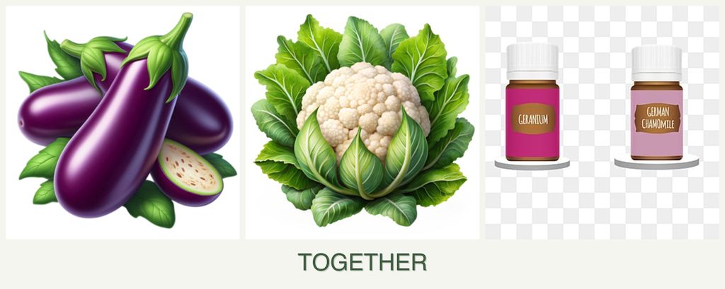 Can you plant eggplant, cauliflower and geraniums together?