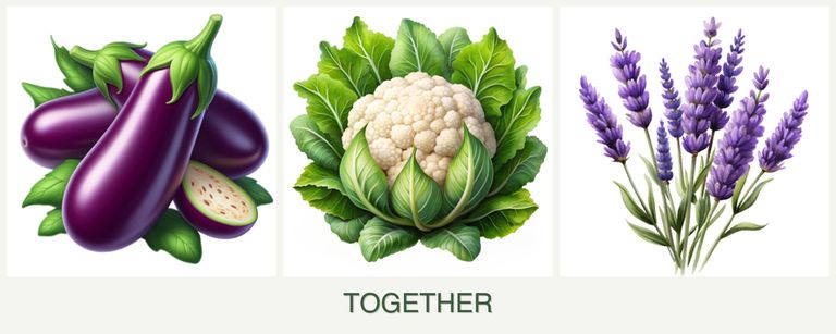 Can you plant eggplant, cauliflower and lavender together?