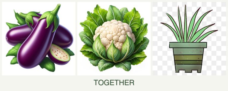 Can you plant eggplant, cauliflower and lemongrass together?