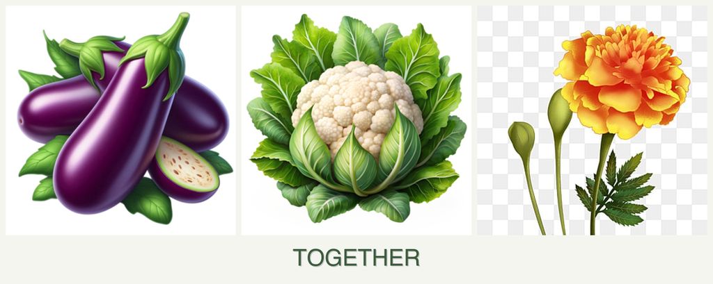 Can you plant eggplant, cauliflower and marigolds together?