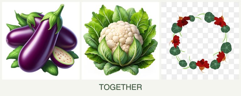 Can you plant eggplant, cauliflower and nasturtiums together?