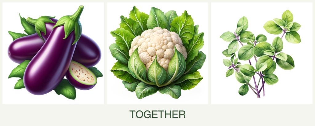 Can you plant eggplant, cauliflower and oregano together?