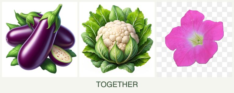 Can you plant eggplant, cauliflower and petunias together?