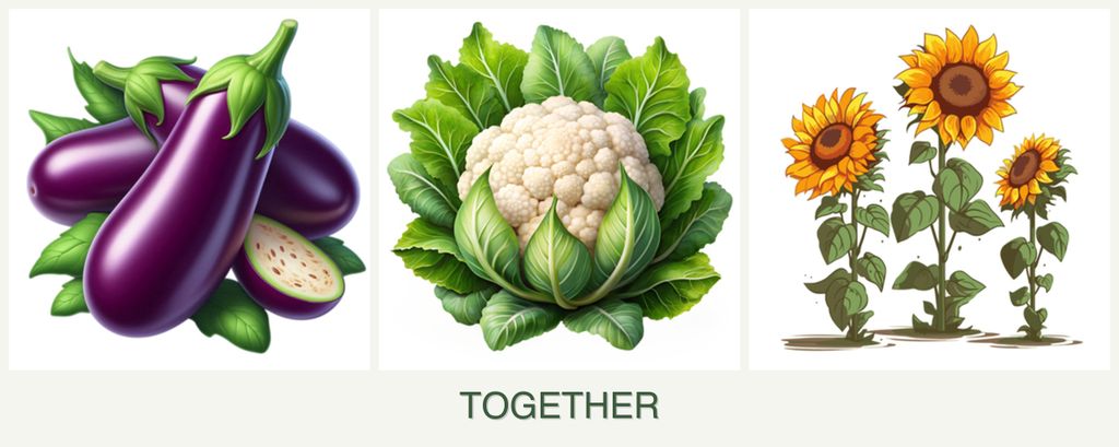 Can you plant eggplant, cauliflower and sunflowers together?