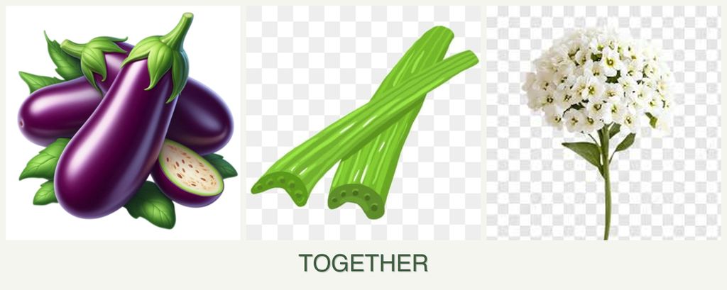 Can you plant eggplant, celery and alyssum together?