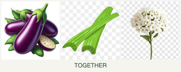 Can you plant eggplant, celery and alyssum together?