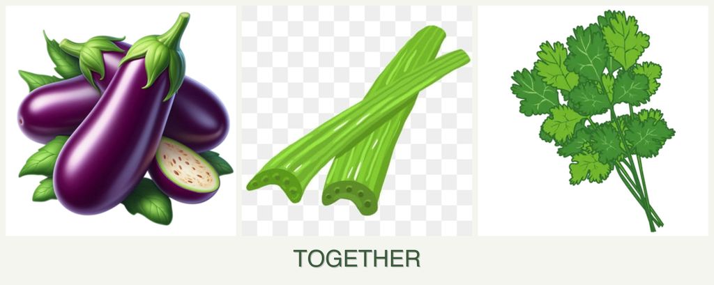 Can you plant eggplant, celery and cilantro together?