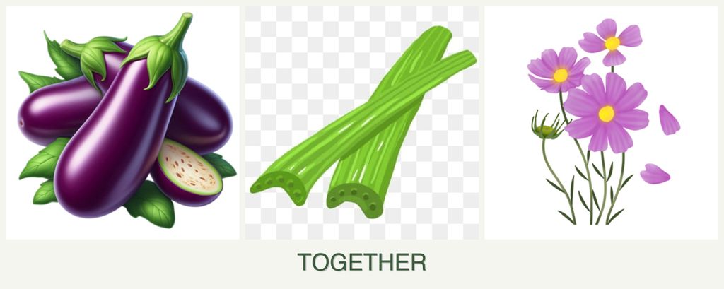 Can you plant eggplant, celery and cosmos together?
