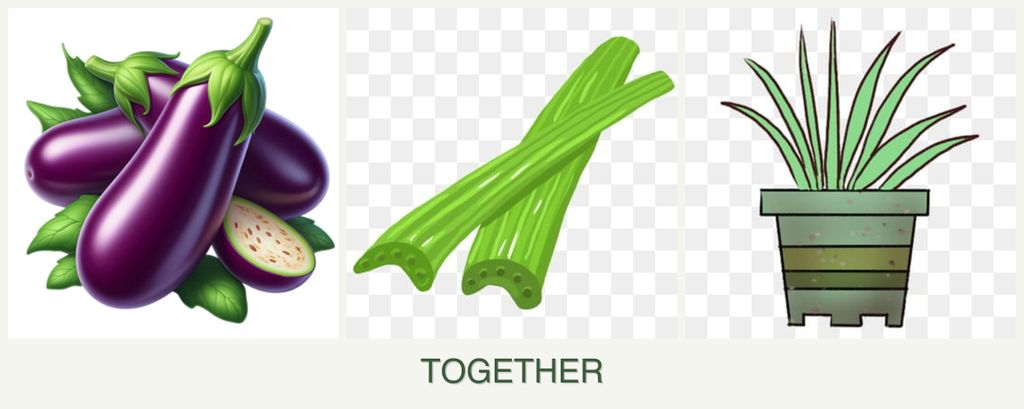 Can you plant eggplant, celery and lemongrass together?