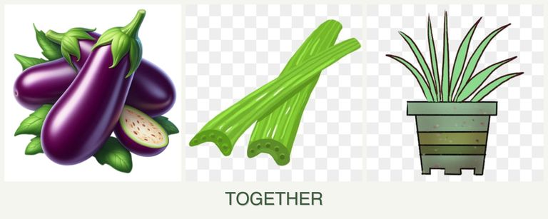 Can you plant eggplant, celery and lemongrass together?
