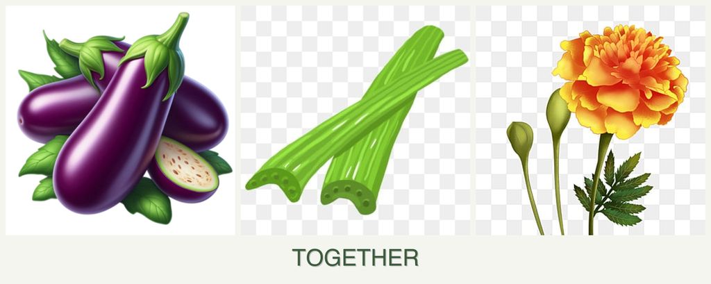 Can you plant eggplant, celery and marigolds together?