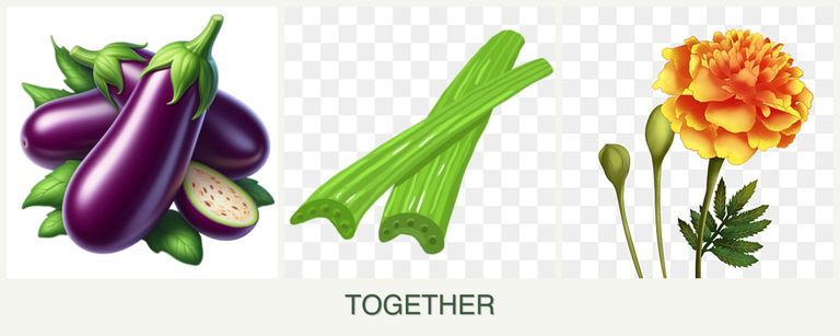 Can you plant eggplant, celery and marigolds together?