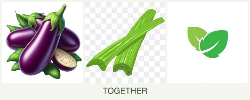 Can you plant eggplant, celery and mint together?