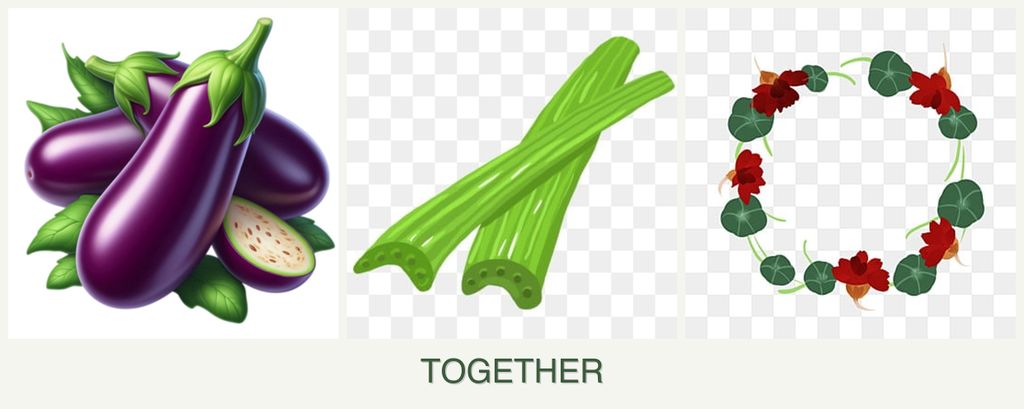 Can you plant eggplant, celery and nasturtiums together?