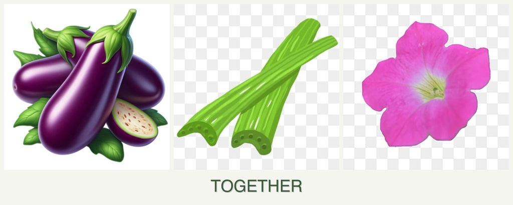 Can you plant eggplant, celery and petunias together?