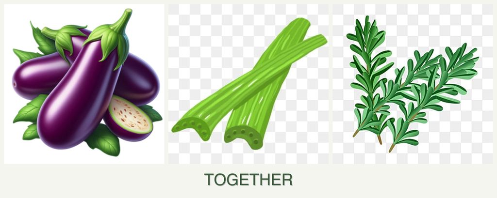 Can you plant eggplant, celery and rosemary together?
