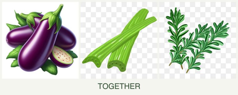 Can you plant eggplant, celery and rosemary together?