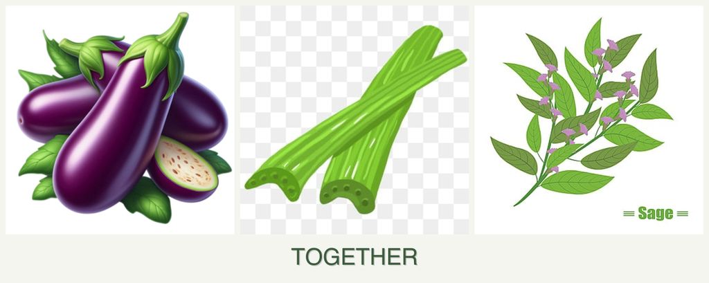 Can you plant eggplant, celery and sage together?