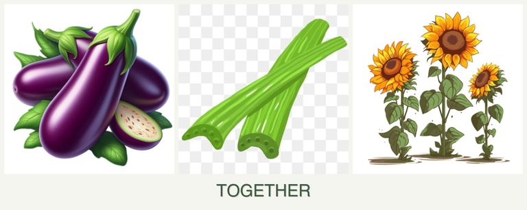 Can you plant eggplant, celery and sunflowers together?