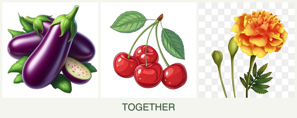 Can you plant eggplant, cherries and marigolds together?