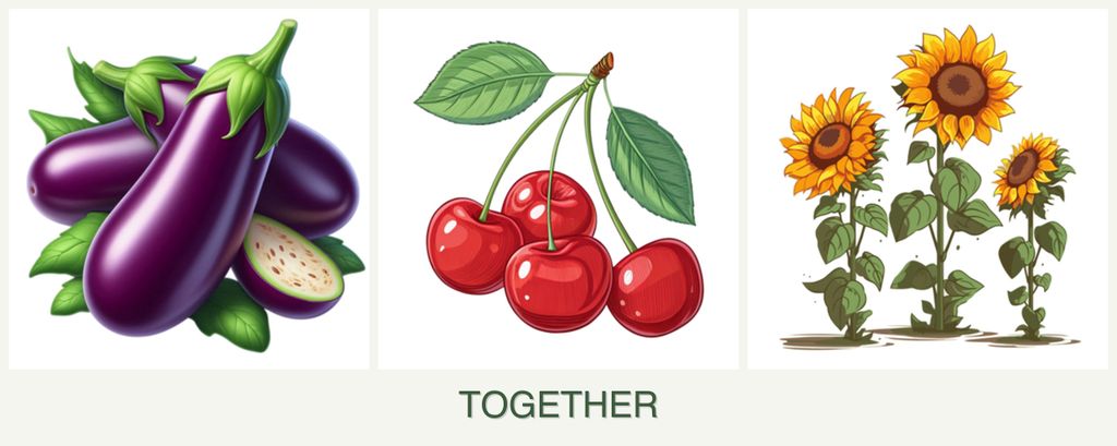 Can you plant eggplant, cherries and sunflowers together?