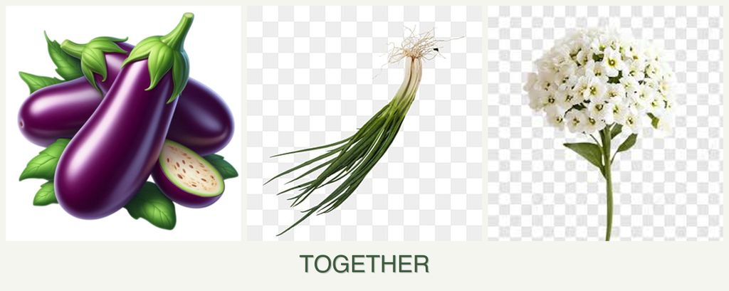Can you plant eggplant, chives and alyssum together?