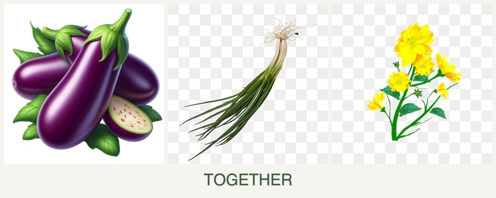 Can you plant eggplant, chives and calendula together?