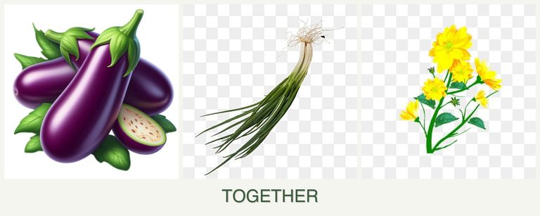 Can you plant eggplant, chives and calendula together?