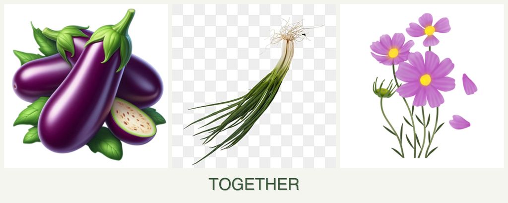 Can you plant eggplant, chives and cosmos together?